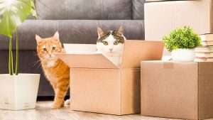 Essential stress-free moving tips for homebuyers with pets